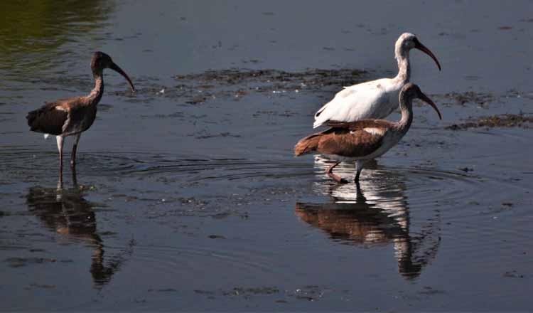 wading birds